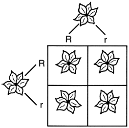 This is a punnett square showing a cross between two flowers which are heterozygous for petal color.