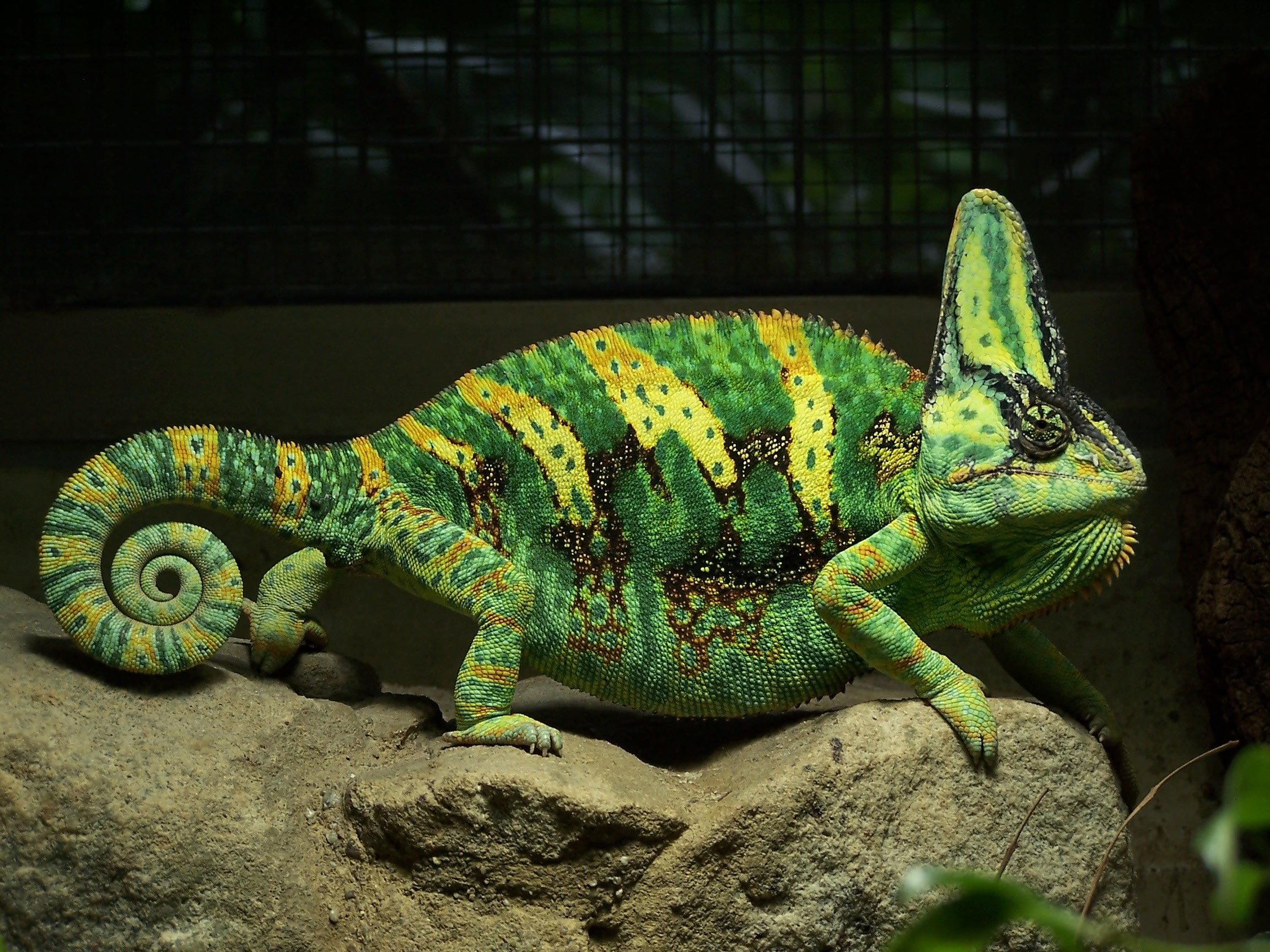 A super creepy chameleon.