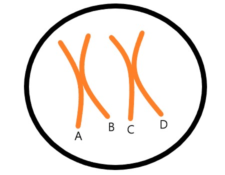 A cell containing two homologous chromosomes. The individual chromatids are labeled A, B, C and D.