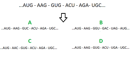 The original sequence is AUG - AAG - GUG - ACU - AGA - UGC. A shows AUG - AAG - GUC - ACU - UGC. B shows AUG - AAG - GGU - GAC - UAG - AUG. C shows AUG - AAC - GUG - ACU - AGA - UGC. D shows AUG - AAG - GUG - ACU - UGC.