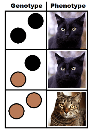 The picture shows genotypes and the resulting phenotypes for fur color in cats. The first genotype has two black alleles, and the resulting phenotype is black fur. The second genotype has one black allele and one brown allele, and the resulting phenotype is black fur. The third genotype has two brown alleles, and the resulting phenotype is brown fur.